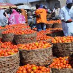 Tomatoes